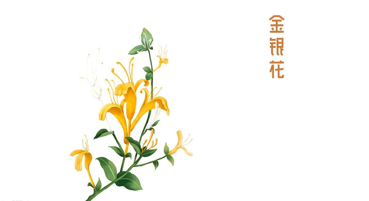 寶瓶堂傳統(tǒng)滋補行業(yè)品牌戰(zhàn)略升級－左右格局